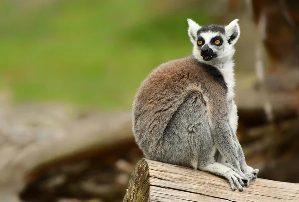 Λαιμούρ (Lemur catta) — Φωτογραφία Αρχείου