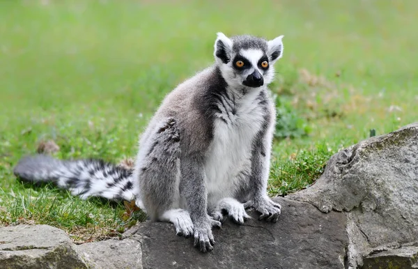 环尾象（Lemur catta）) — 图库照片