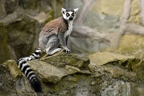 Lémur de cola anillada (Lemur catta) —  Fotos de Stock