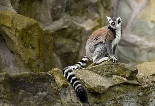 RingschwanzLemur (Lemur catta)) — Stockfoto