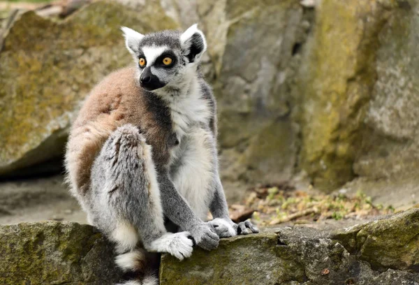 Lémurien à queue cerclée (Lemur catta)) — Photo