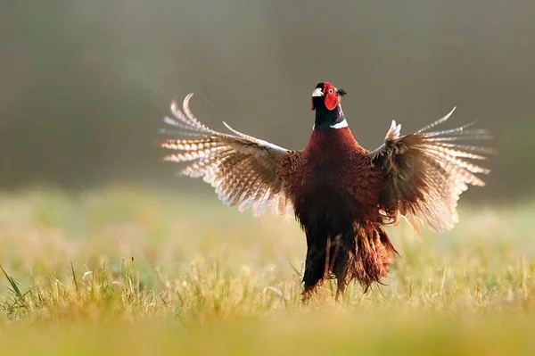 Ringneck Pheasant (Phasianus colchicus) — Stock Photo, Image