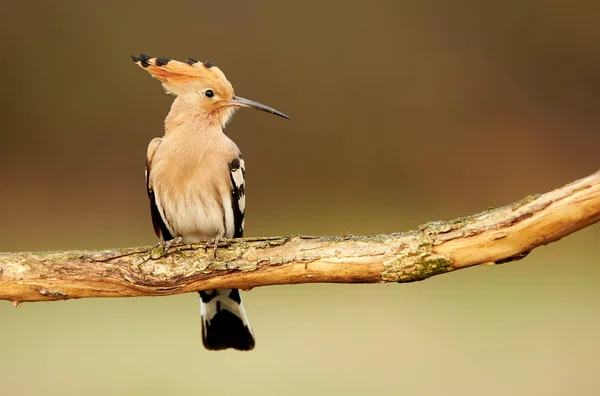 Euraziatische hop of gewone hop (Upupa epops)) — Stockfoto