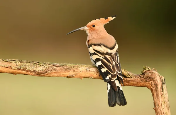 Wiedehopf oder Wiedehopf (Upupa epops)) — Stockfoto