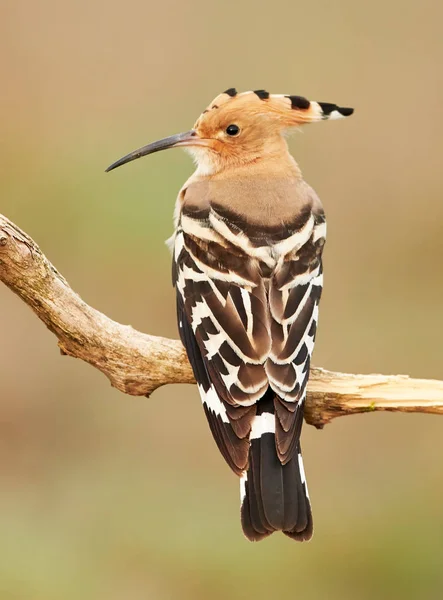 Wiedehopf oder Wiedehopf (Upupa epops)) — Stockfoto