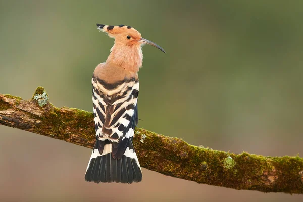 Eurasian Hoopoe or Common hoopoe (Upupa epop)) — Stock fotografie