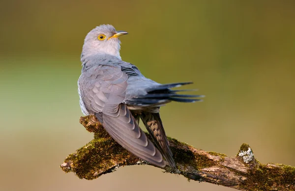 Bayağı guguk (Cuculus canorus) — Stok fotoğraf