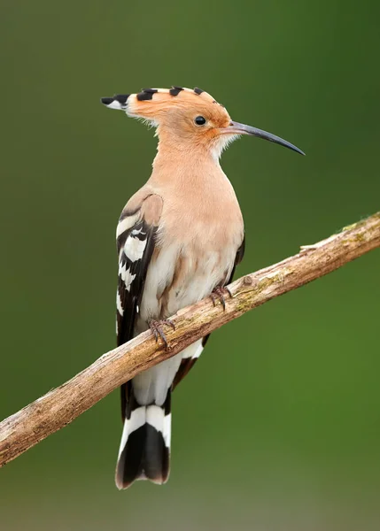 Eurasian Hoopoe or Common hoopoe (Upupa epops) — Stock Photo, Image