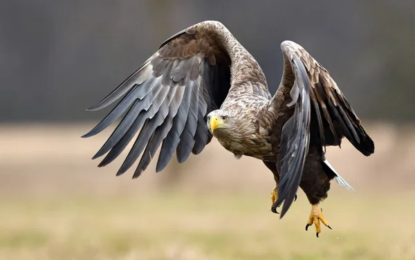 Vitstjärtad örn (Haliaeetus albicilla)) — Stockfoto