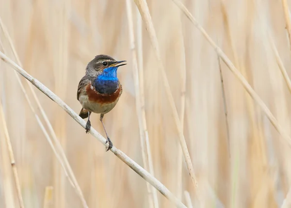 Bluethroat Bird sitter på vass (Luscinia Svecica) — Stockfoto