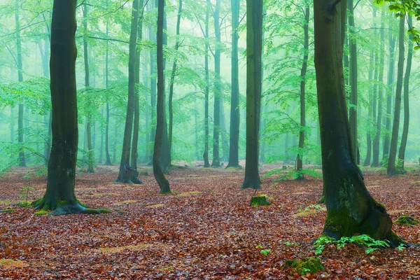 Nebliger Morgen im alten Buchenwald — Stockfoto