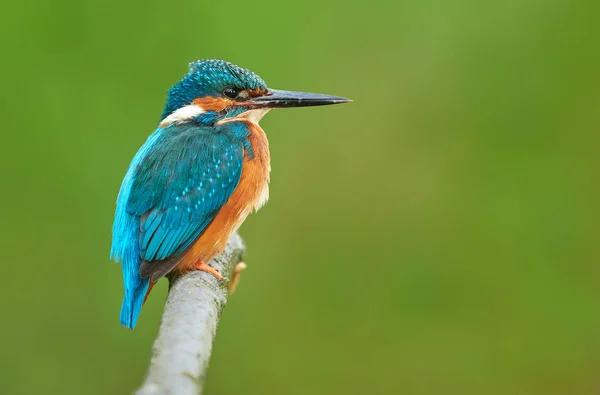 Eisvogel (Alcedo atthis) aus nächster Nähe — Stockfoto