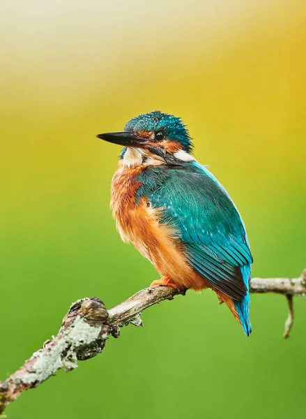 Eisvogel (Alcedo atthis) aus nächster Nähe — Stockfoto