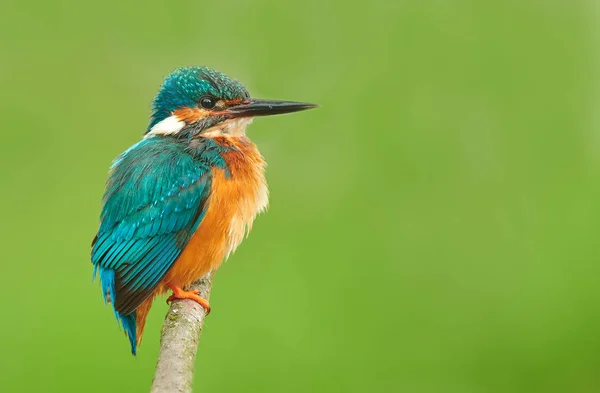 Kingfisher (Alcedo atthis) de cerca — Foto de Stock