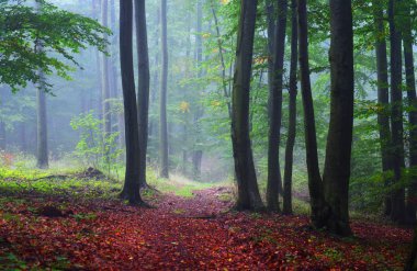 Sabah sisli ormanın içinde