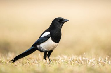 Saksağan (pica pica)