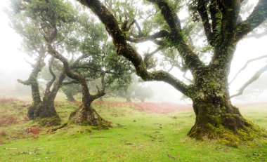 Fanal Ormanı 'ndaki eski sedir ağacı, Madeira Adası. Portekiz.