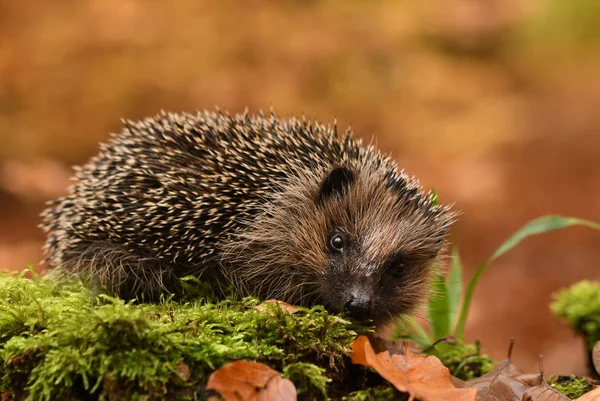 Egel in het najaarsbos — Stockfoto