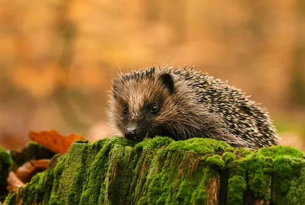 Egel in het najaarsbos — Stockfoto