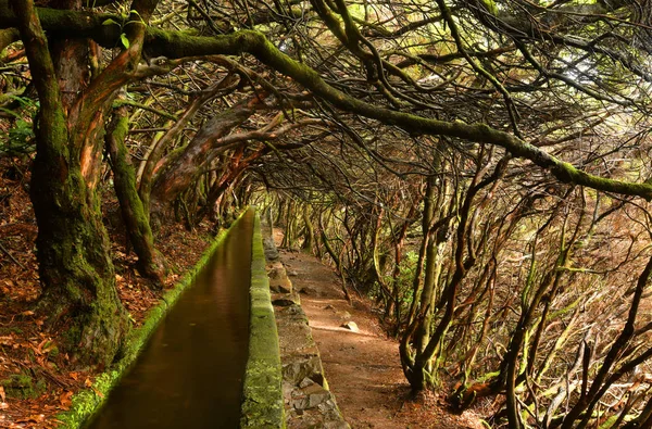 Landschap van het eiland Madeira-Levada Path — Stockfoto