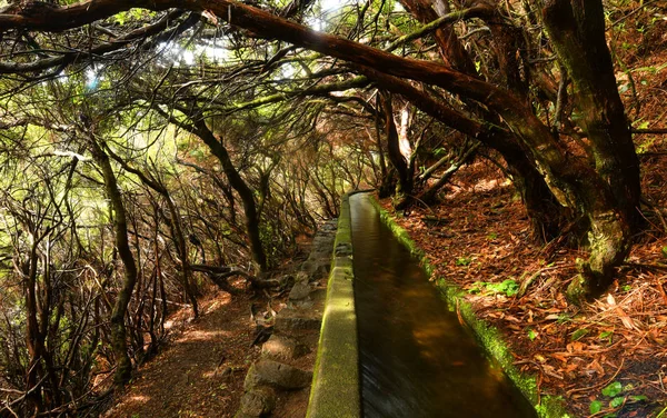 Landscape of madeira island - levada path — Stock Photo, Image