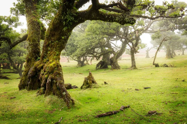 Vieux cèdre dans la forêt de Fanal - île de Madère. Portugal. — Photo