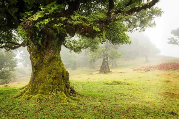 Viejo cedro en el bosque de Fanal - Isla de Madeira. Portugal. — Foto de Stock