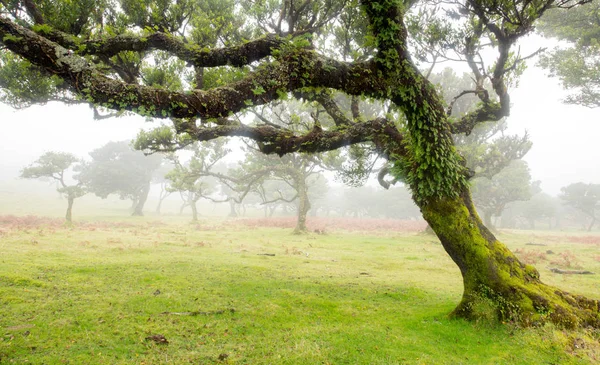 Régi cédrusfa a Fanal erdőben - Madeira sziget. Portugália. — Stock Fotó