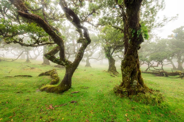 Viejo cedro en el bosque de Fanal - Isla de Madeira. Portugal. —  Fotos de Stock