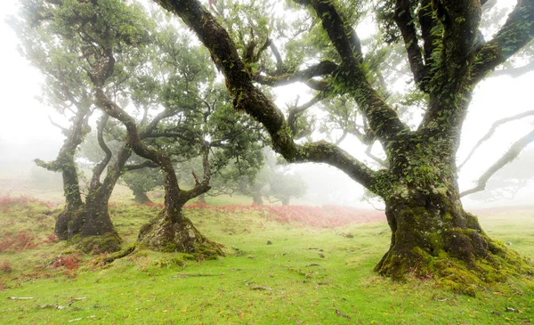 Oude cederboom in het Fanal bos - Madeira eiland. Griekenland. — Stockfoto