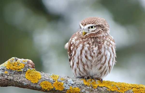 Kleine Eule (Actene noctua)) — Stockfoto