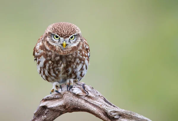 Little owl (Actene noctua) — Stock Photo, Image