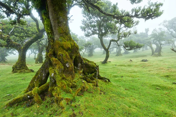 Viejo cedro en el bosque de Fanal - Isla de Madeira. Portugal. — Foto de Stock