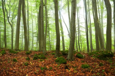 Kayın ormanlarında puslu bir sabah