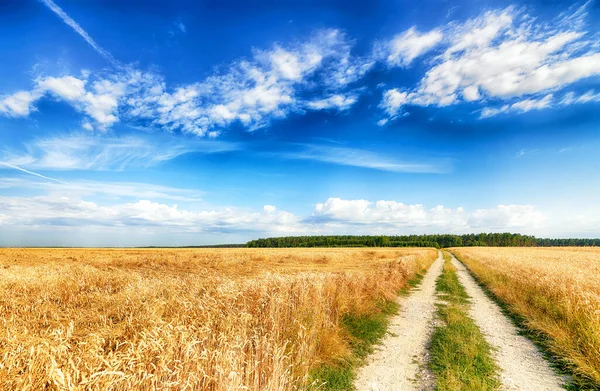 Vacker molnig himmel över sommarfälten — Stockfoto