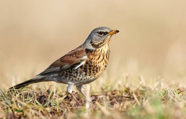 Yabani ardıç kuşu (Turdus pilaris) yakın çekim