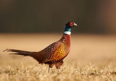 Halka yakalı Sülün (Phasianus colchicus) erkek