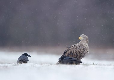 Beyaz kuyruklu kartal (Haliaeetus albicilla)