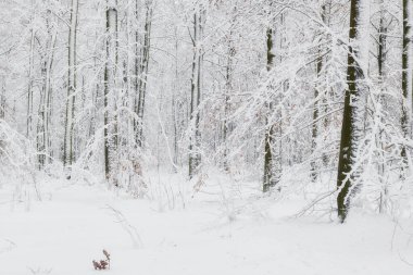 Kış ormanı karla kaplı