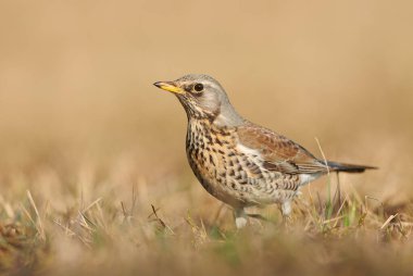 Yabani ardıç kuşu (Turdus pilaris) yakın çekim