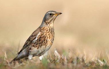 Yabani ardıç kuşu (Turdus pilaris) yakın çekim