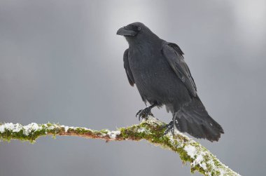 Kuzgun (Corvus corax) kapat
