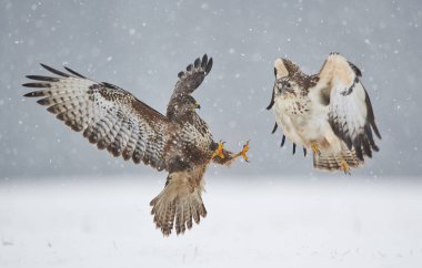 Genel akbaba (Buteo buteo) kış boyunca dövüşür