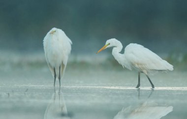 Büyük beyaz balıkçıl (Egretta alba)