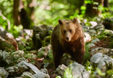 Vahşi kahverengi ayı (Ursus arctos) yakın çekim