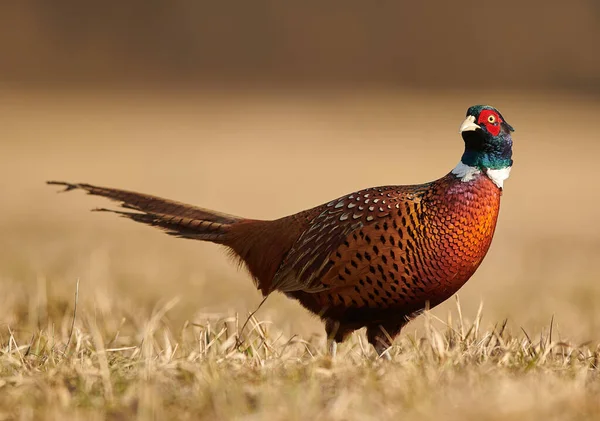 Bażant pręgowany (Phasianus colchicus) męski — Zdjęcie stockowe