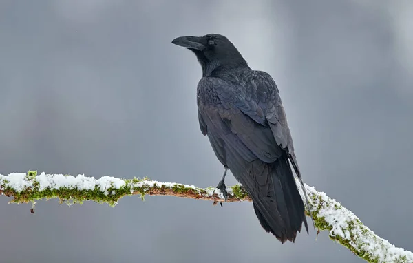 Κοράκι (Corvus corax) κοντινό — Φωτογραφία Αρχείου