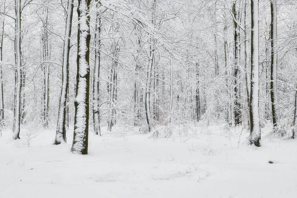 Zimní les pokrytý sněhem — Stock fotografie