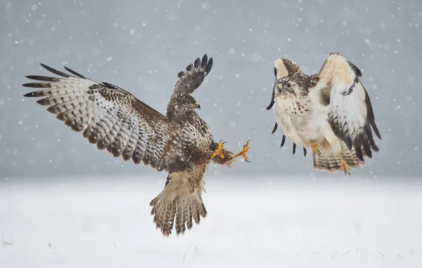 Vanlig vråk (Buteo buteo) kamp under vintern — Stockfoto