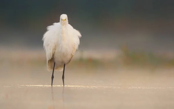 Μεγάλος λευκός egret (Egretta alba) — Φωτογραφία Αρχείου